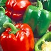 Capsicum Chinese Giant